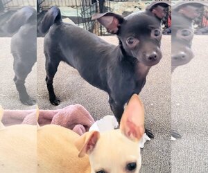 Chihuahua Dogs for adoption in yucca valley, CA, USA