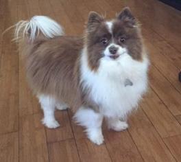 Pomeranian Dogs for adoption in Rochester, MN, USA