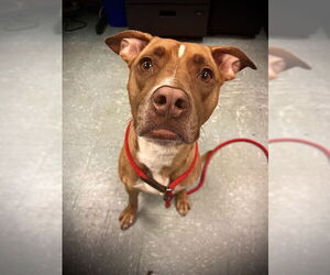 American Pit Bull Terrier-Labrador Retriever Mix Dogs for adoption in St. Cloud, FL, USA