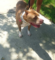American Pit Bull Terrier Dogs for adoption in Windermere, FL, USA