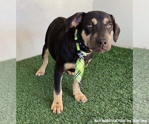 Boxweiler Dogs for adoption in San Diego, CA, USA
