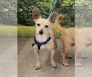 Chihuahua Dogs for adoption in Dana Point, CA, USA