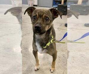 Chug Dogs for adoption in Batavia, OH, USA