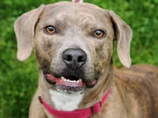 American Pit Bull Terrier-Unknown Mix Dogs for adoption in Tyrone, PA, USA
