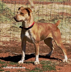 Catahoula Leopard Dog Dogs for adoption in Scottsdale, AZ, USA