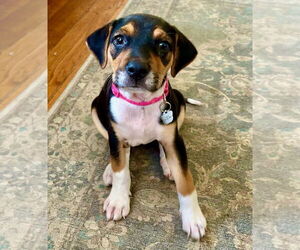 Beagle-Unknown Mix Dogs for adoption in PORTLAND, OR, USA