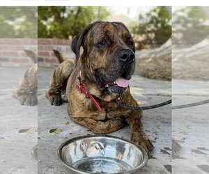 Mutt Dogs for adoption in Goodyear, AZ, USA