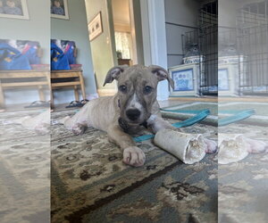 Mutt Dogs for adoption in Rockaway, NJ, USA