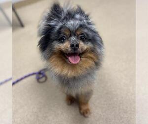 Pomeranian Dogs for adoption in Aurora, CO, USA