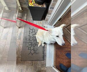 German Shepherd Dog-Unknown Mix Dogs for adoption in Grand Prairie, TX, USA