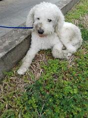 Poodle (Miniature) Dogs for adoption in Pearland, TX, USA