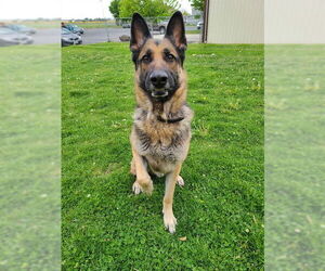German Shepherd Dog Dogs for adoption in Ogden, UT, USA