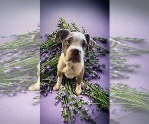 Australian Shepherd-Rat Terrier Mix Dogs for adoption in Alexander, AR, USA