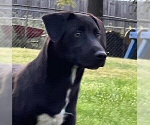 Mutt Dogs for adoption in Greenfield, IN, USA