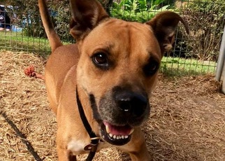 Black Mouth Cur-Unknown Mix Dogs for adoption in Media, PA, USA