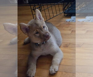 Mutt Dogs for adoption in New London, WI, USA