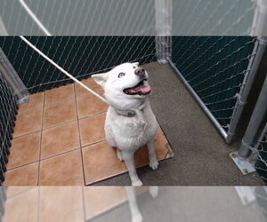 Siberian Husky Dogs for adoption in Downey, CA, USA