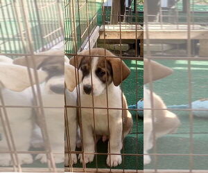 Labrenees Dogs for adoption in Aurora, IN, USA