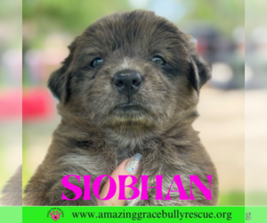 Chow Chow-Labrador Retriever Mix Dogs for adoption in Pensacola, FL, USA