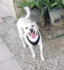 Chihuahua-Unknown Mix Dogs for adoption in La Quinta, CA, USA
