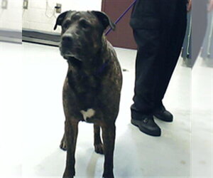 Mutt Dogs for adoption in Fayetteville, NC, USA