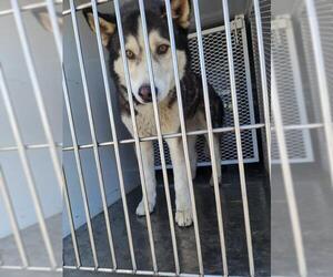 - Mix Dogs for adoption in Bakersfield, CA, USA