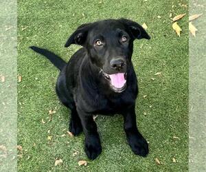 Medium Photo #1 Labrador Retriever-Unknown Mix Puppy For Sale in San Diego, CA, USA