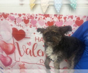 Cairn Terrier Dogs for adoption in San Bernardino, CA, USA