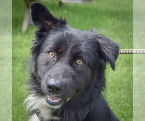 Border-Aussie Dogs for adoption in Huntley, IL, USA