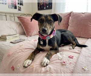 Labrador Retriever-Whippet Mix Dogs for adoption in Mt. Laurel, NJ, USA