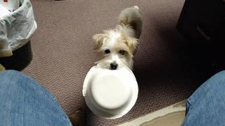 Small Jack Russell Terrier-Shih Tzu Mix