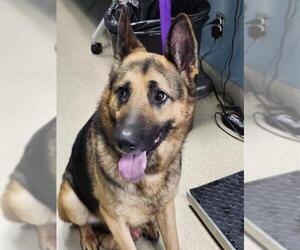 German Shepherd Dog Dogs for adoption in Newton, NC, USA