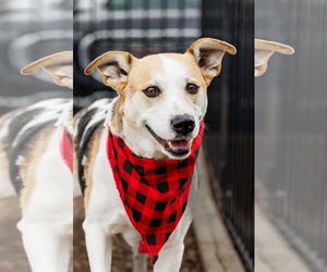 Beagle-Unknown Mix Dogs for adoption in McKinney, TX, USA