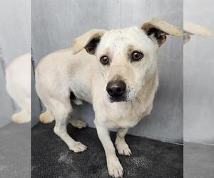 Labrador Retriever-Unknown Mix Dogs for adoption in San Antonio, TX, USA