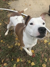 American Staffordshire Terrier Dogs for adoption in Jackson, MS, USA