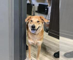 Chow Chow-Golden Retriever Mix Dogs for adoption in Redlands, CA, USA