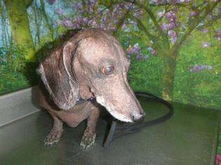 Dachshund Dogs for adoption in Henderson, NV, USA