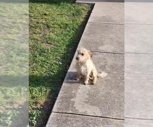 Mutt Dogs for adoption in San Antonio, TX, USA