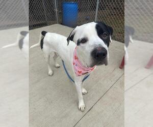 American Pit Bull Terrier Dogs for adoption in Charlotte, NC, USA