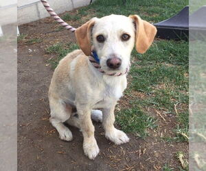 Mutt Dogs for adoption in Long Beach, CA, USA