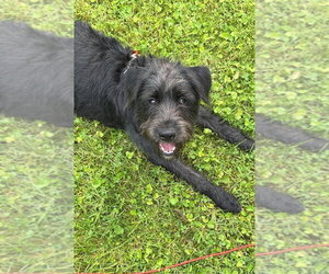 Mutt Dogs for adoption in Springdale, PA, USA