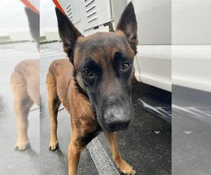 Mutt Dogs for adoption in Stockton, CA, USA