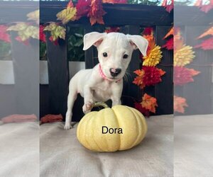 Dalmatian-Unknown Mix Dogs for adoption in Turlock, CA, USA