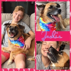 Australian Retriever Dogs for adoption in Dallas, TX, USA