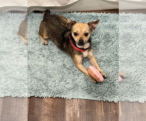 Chihuahua-Unknown Mix Dogs for adoption in Salt Lake City, UT, USA