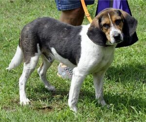 Beagle-Unknown Mix Dogs for adoption in Siler City, NC, USA
