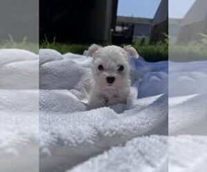 Maltese-Unknown Mix Dogs for adoption in Brewster, NY, USA