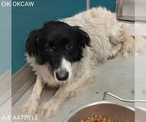 Border-Aussie Dogs for adoption in Oklahoma City, OK, USA