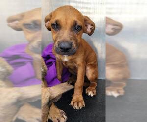 Labrador Retriever-Unknown Mix Dogs for adoption in San Antonio, TX, USA