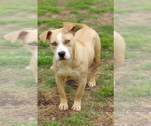 American Pit Bull Terrier-Catahoula Leopard Dog Mix Dogs for adoption in Talladega, AL, USA